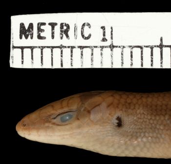 Media type: image;   Herpetology R-141875 Aspect: head lateral